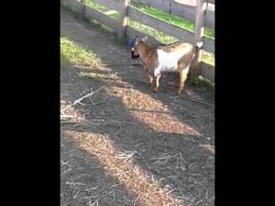 ziege laeuft gegen einen baum