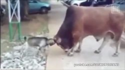 ziege legt sich mit einem bullen