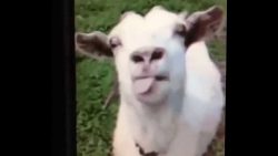 ziege mit der magischen zunge