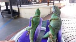 zwei eidechsen am chillen ausruh