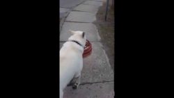 zwei hunde gehen einkaufen