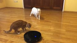 zwei katzen und der saugroboter