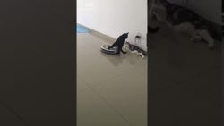 zwei katzen und ein roomba