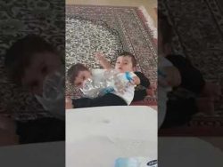 zwillinge kaempfen um ihre milch