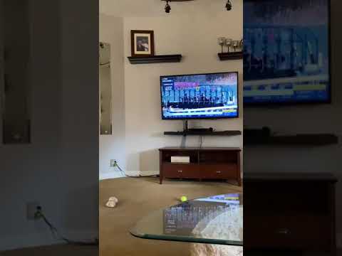 Hund feuert Rennpferde an am Fernseher hund pferderennen