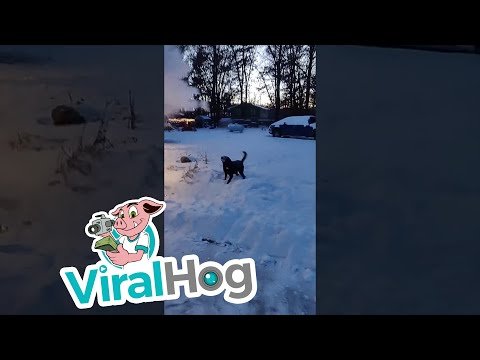 hund schneespiel