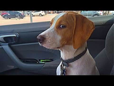 Wenn Hunde zum Tierarzt müssen hund tierarzt