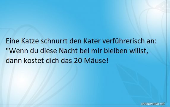Eine Katze schnurrt den Kater verführerisch an Eine Katze schnurrt den Kater verführerisch an