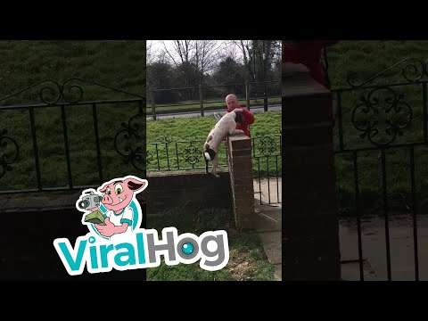 Hund begrüßt den Postboten voller Freude hund postbote