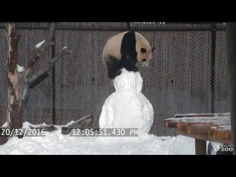 panda schneemann