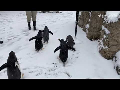 pinguine zoo