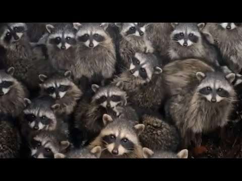 waschbaeren muelltonne