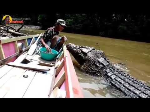 Krokodil füttern und streicheln krokodil fuettern streicheln