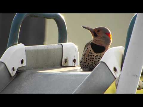 Machine Gun Woodpecker maschinengun specht