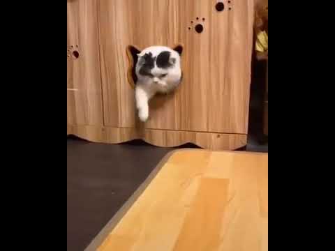 Molliges Katzenproblem mollige katze