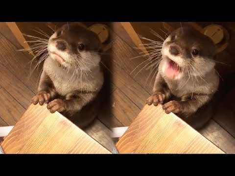 otter dinner