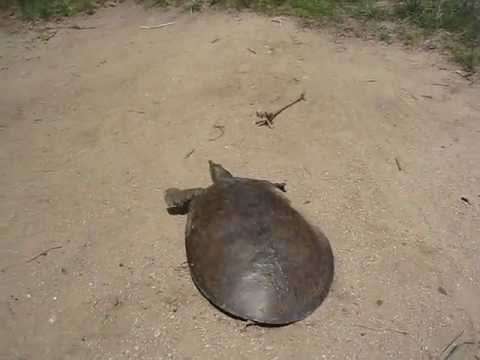 schnelle schildkroete