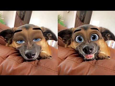 Pets Try On Snapchat Filter - Try Not To Laugh tier filter
