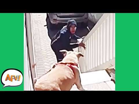Barking Down the FAIL | Funny Security Fails fallen fails