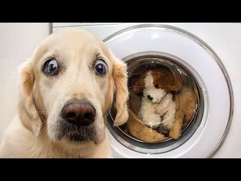 funny dogsvideo