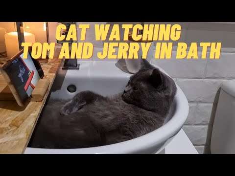 Katze schaut Tom und Jerry im Waschbecken an katzentv waschbecken