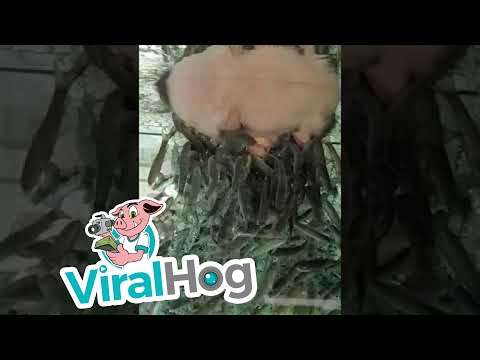 knabberfische gesicht