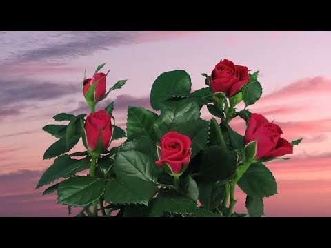 💖💖💖ALLES LIEBE ZUM MUTTERTAG💖💖💖 mutter muttertag