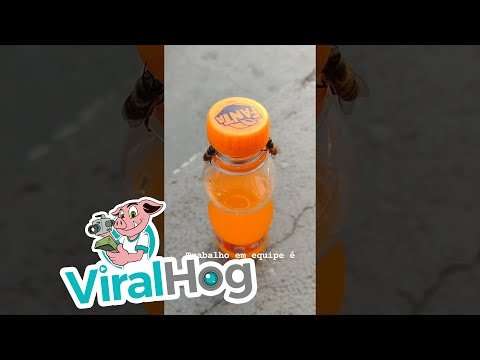 Bienen öffnen selbstständig eine Fanta Flasche bienen fanta