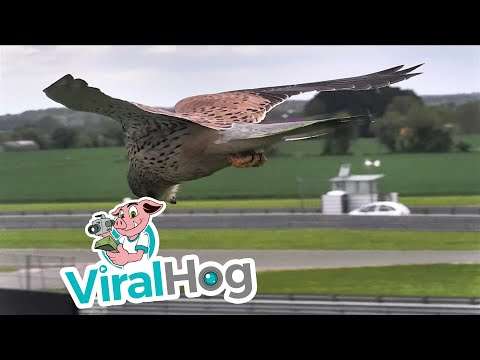 Falke im absoluten Jagdmodus falke jagd