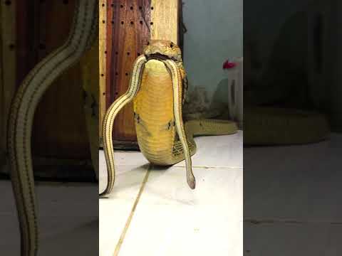 cobra laut
