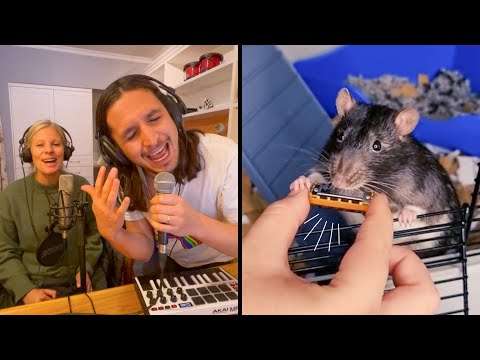 ratten musik