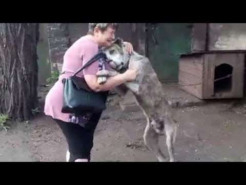 Animals Reunited With Owners AFTER YEARS tier besitzer