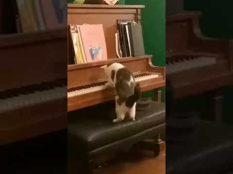 katze klavier