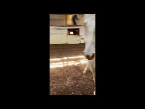 Pferd spielt mit dem Ball pferd ball