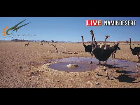 wasserloch namibia