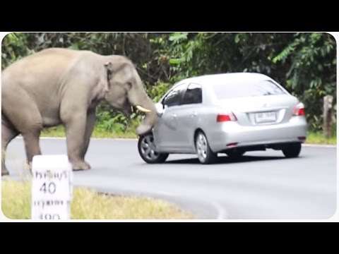 elefant auto