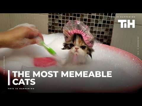 Lustige Katzen zu Hause und unterwegs funny cat