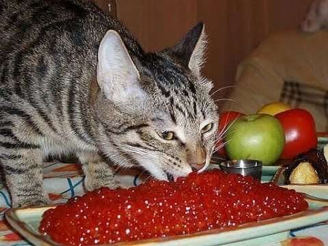 🐈 Katzenglück 😺 Lustige Katzen sorgen für gute Laune katzen glueck lustig