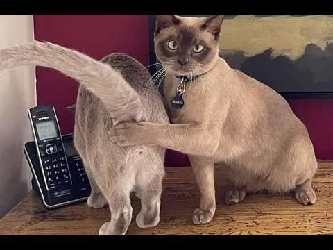 Lustige Sachen mit Katzen lustige katzen