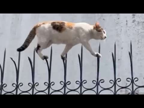 Lustige Katzen-Videos für gute Laune katzen laune