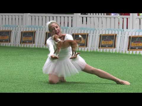 Kleiner Hund tanzt zu „Schwanensee“ mit hund schwanensee