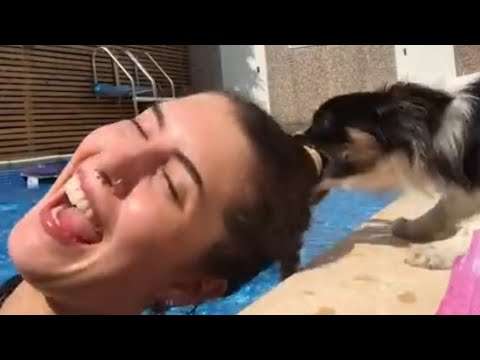 hunde fails