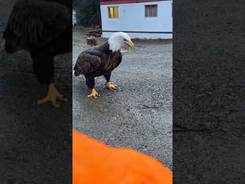 Fütterung eines Weißkopfseeadlers adler fuettern