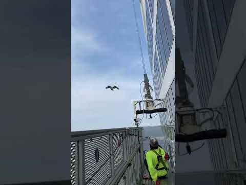 Falke greift Fensterputzer an falke fensterputzer