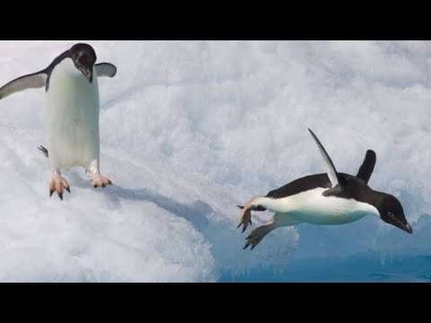 pinguin fails
