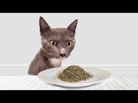 Katzen lernen Katzenminze kennen katzen katzenminze