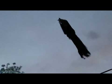 Ein Pfau fliegt durch die Luft pfau fliegt