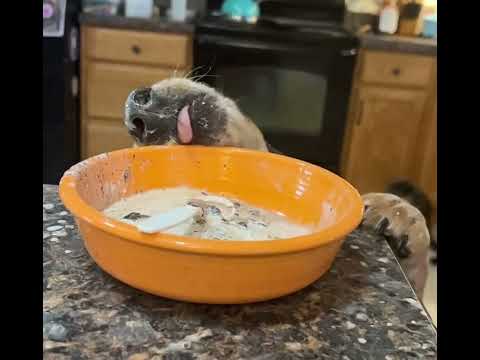 hund schuessellecken