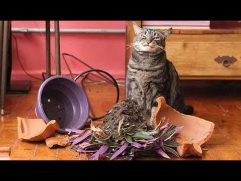 Lustige Katzen-Videos für gute Laune funy cat