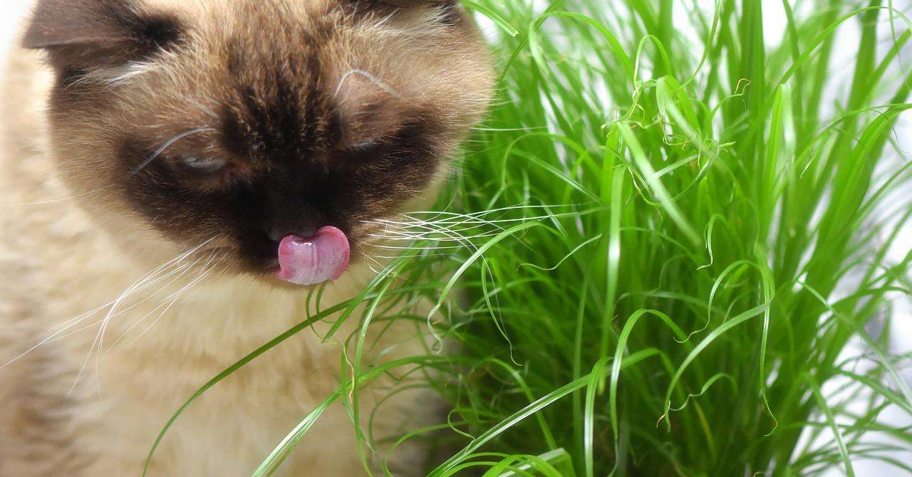 katze gras